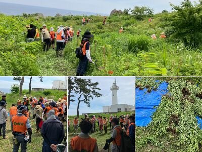 SeRV八戸　大反魂草の駆除ボランティアのサムネイル画像